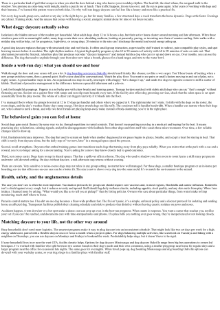 Why Doggy Daycare Is a Game-Changer for Busy Pet Parents