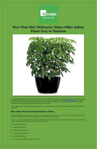 How Plant Hire Melbourne Makes Office Indoor Plants Easy to Maintain