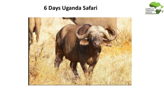 6 Days Uganda Safari