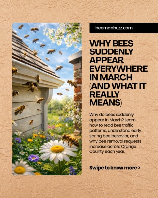 Why Bees Suddenly Appear Everywhere in March (And What It Really Means)