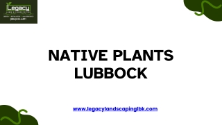 Improve Curb Appeal with  Native Plants Lubbock