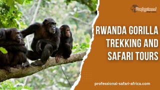 Rwanda Gorilla Trekking and Safari Tours