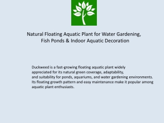 Amazing Floating Water Plant Duckweed for Aquatic Gardening and Freshwater Setup