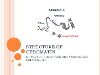 STRUCTURE OF CHROMATIN