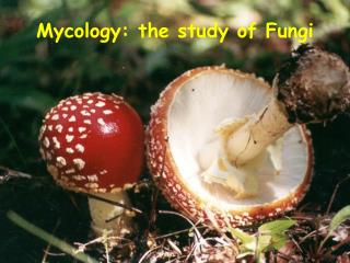 Mycology: the study of Fungi