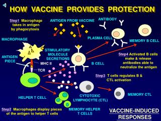 HOW VACCINE PROVIDES PROTECTION