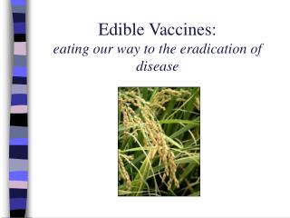 Edible Vaccines: eating our way to the eradication of disease