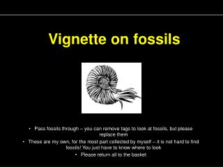 Vignette on fossils