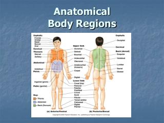 Anatomical Body Regions