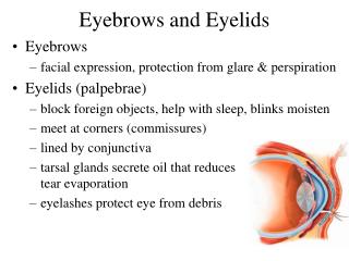 Eyebrows and Eyelids