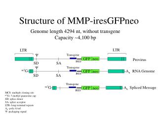 Structure of MMP-iresGFPneo