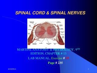 SPINAL CORD &amp; SPINAL NERVES