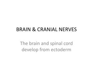 BRAIN &amp; CRANIAL NERVES