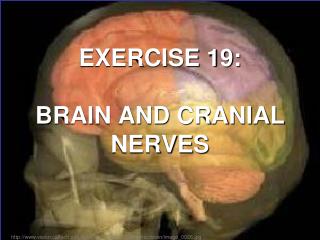 EXERCISE 19: BRAIN AND CRANIAL NERVES