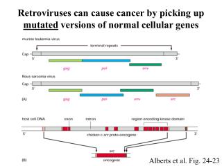 Retroviruses can cause cancer by picking up mutated versions of normal cellular genes