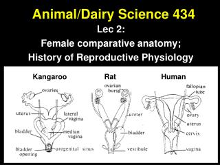Animal/Dairy Science 434