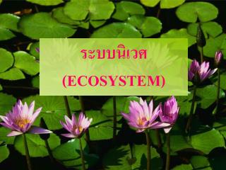 ระบบนิเวศ ( ECOSYSTEM)