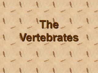 The Vertebrates