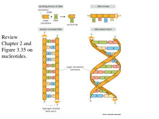 Review Chapter 2 and Figure 3.35 on nucleotides.
