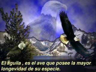 El águila , es el ave que posee la mayor longevidad de su especie.