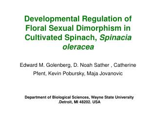 Developmental Regulation of Floral Sexual Dimorphism in Cultivated Spinach, Spinacia oleracea