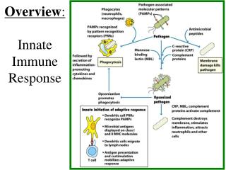Overview : Innate Immune Response