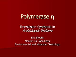 Polymerase η