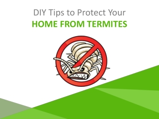 Termite Control Adelaide – Eco-Friendly Pest Treatments