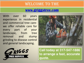 Tree Doctor Indianapolis- Emergency Tree Removal