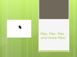 Flies, Flies, Flies and More Flies