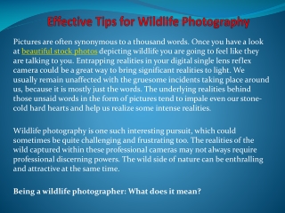 Effective Tips for Wildlife Photography