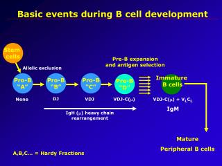 Basic events during B cell development