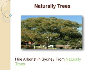 How to Hire a Level 5 Arborist in Sydney