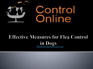 Effective Measures for Flea Control in Dogs