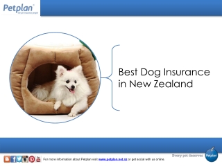 Best Dog Insurance in New Zealand