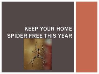Keeping Your Home Spider Free This Year