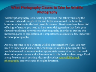 What Photography Classes to Take for Wildlife Photography