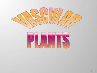 VASCULAR PLANTS