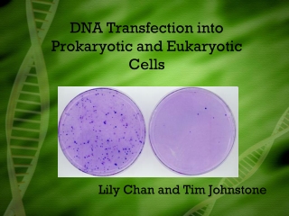 DNA Transfection into Prokaryotic and Eukaryotic Cells