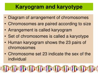 Karyogram and karyotype