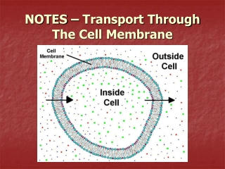 NOTES – Transport Through The Cell Membrane