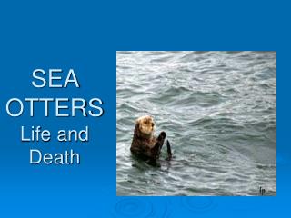 SEA OTTERS Life and Death