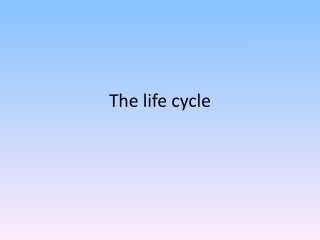 The life cycle