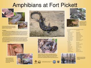 Amphibians at Fort Pickett