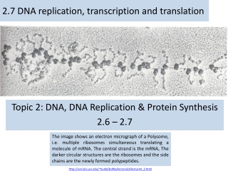 2.7 DNA replication, transcription and translation