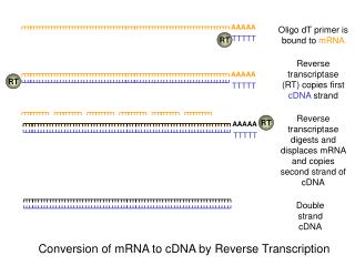Double strand cDNA