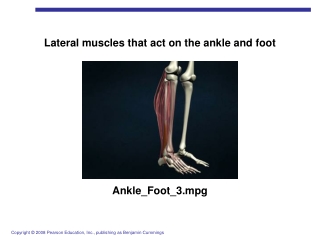 Lateral muscles that act on the ankle and foot