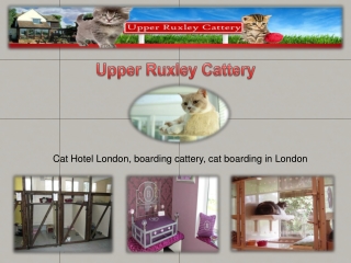 Send Your Cat In The Cat Hotel London
