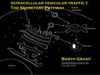 Intracellular vesicular traffic I: The Secretory Pathway