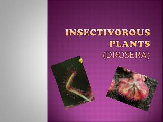 Insectivorous Plants (DROSERA)